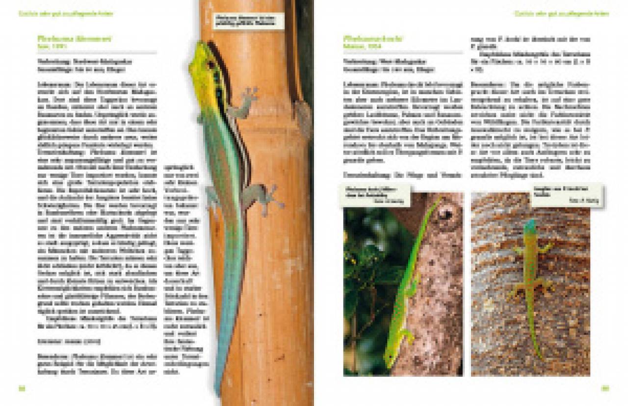 Taggeckos der Gattung Phelsuma